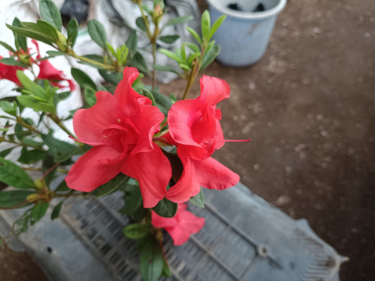 Azalea Autumn Sunset - All - Season Flowering Plant at the Very Cheapest Price! - My Store
