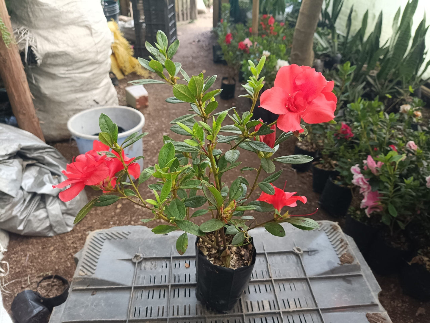 Azalea Autumn Sunset - All - Season Flowering Plant at the Very Cheapest Price! - My Store