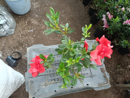 Azalea Autumn Sunset - All - Season Flowering Plant at the Very Cheapest Price! - My Store