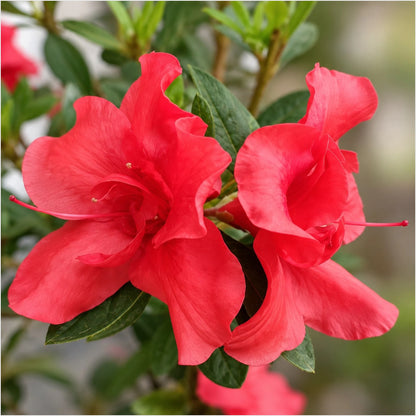 Azalea Autumn Sunset – Red Flowering Azalea Plant
