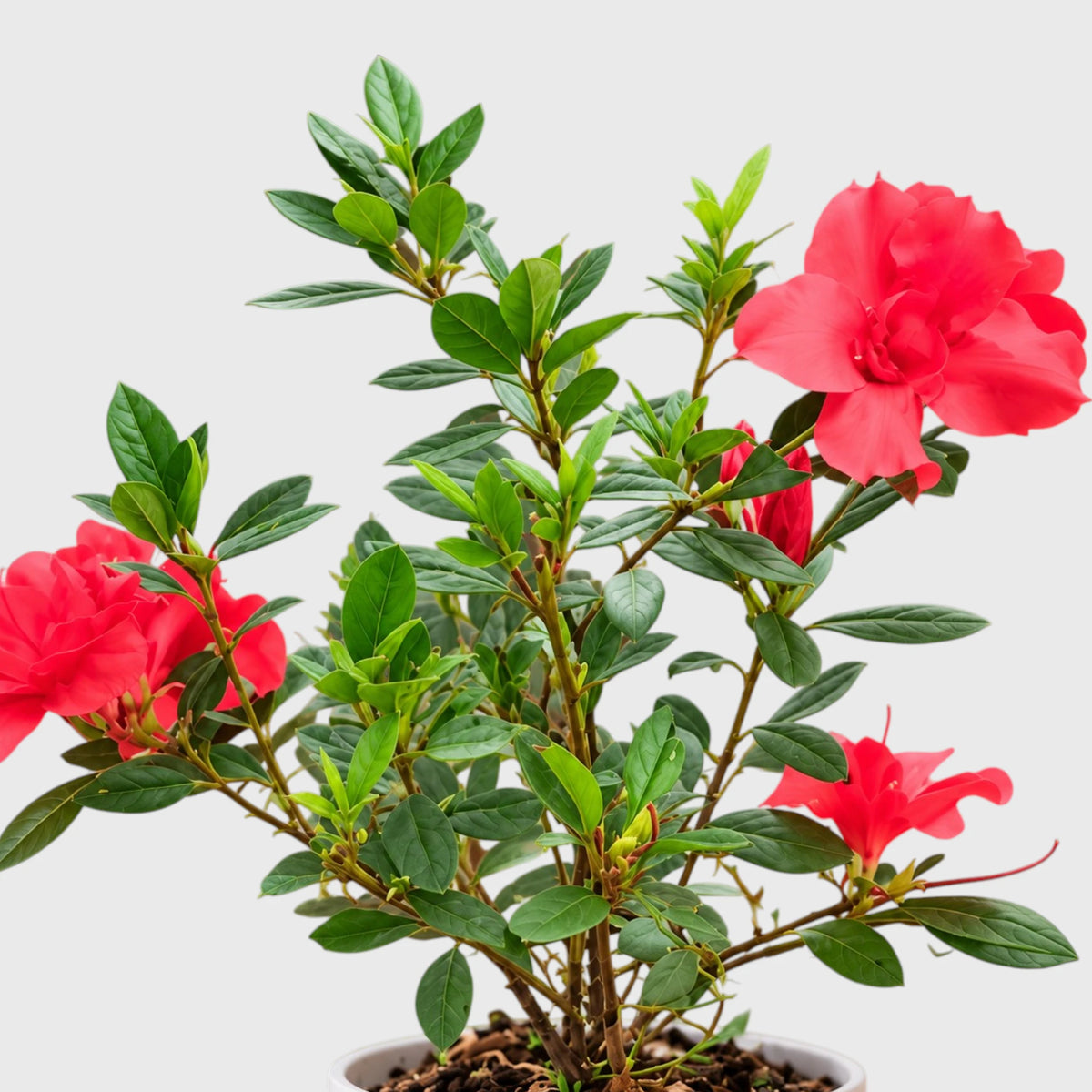 Azalea Autumn Sunset – Red Flowering Azalea Plant