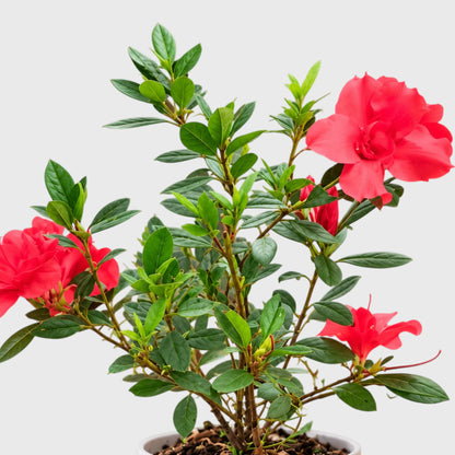 Azalea Autumn Sunset – Red Flowering Azalea Plant