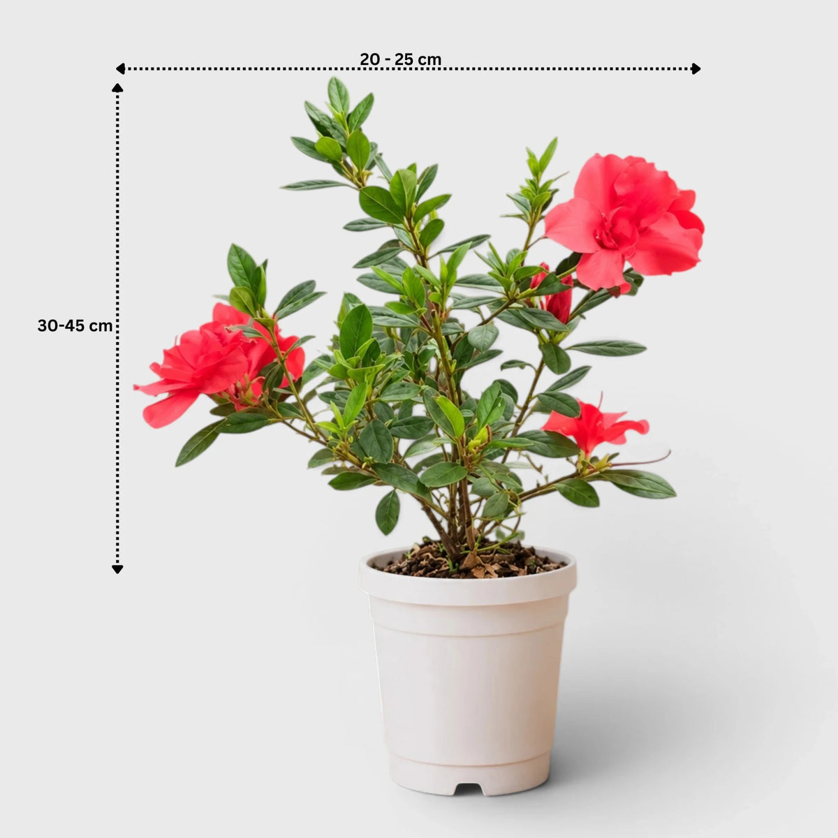 Azalea Autumn Sunset – Red Flowering Azalea Plant