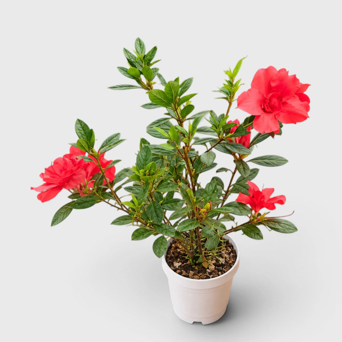 Azalea Autumn Sunset – Red Flowering Azalea Plant
