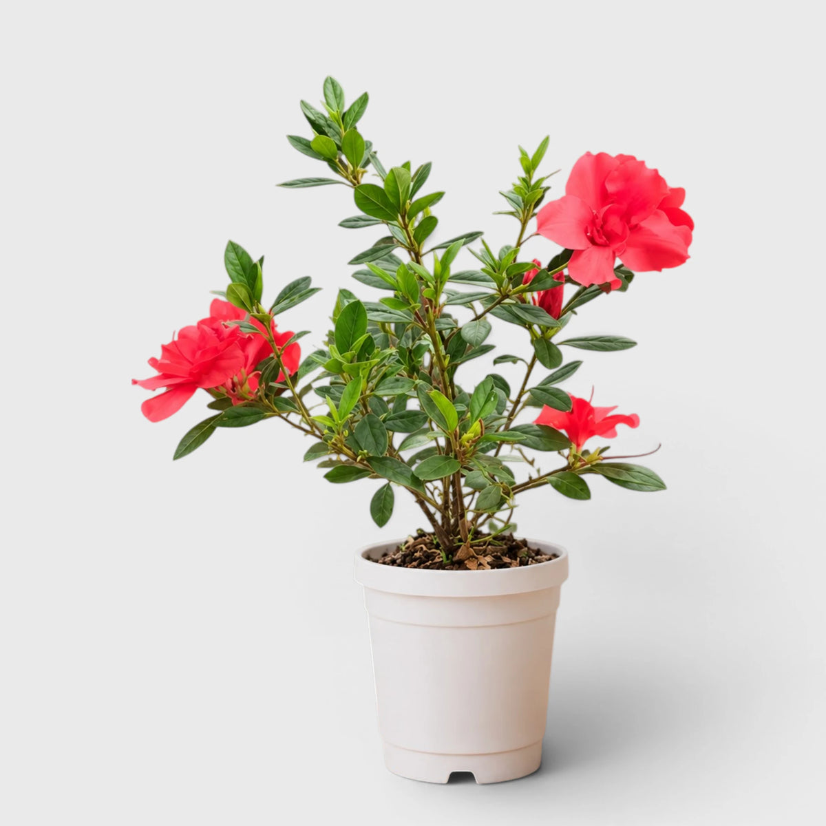 Azalea Autumn Sunset – Red Flowering Azalea Plant