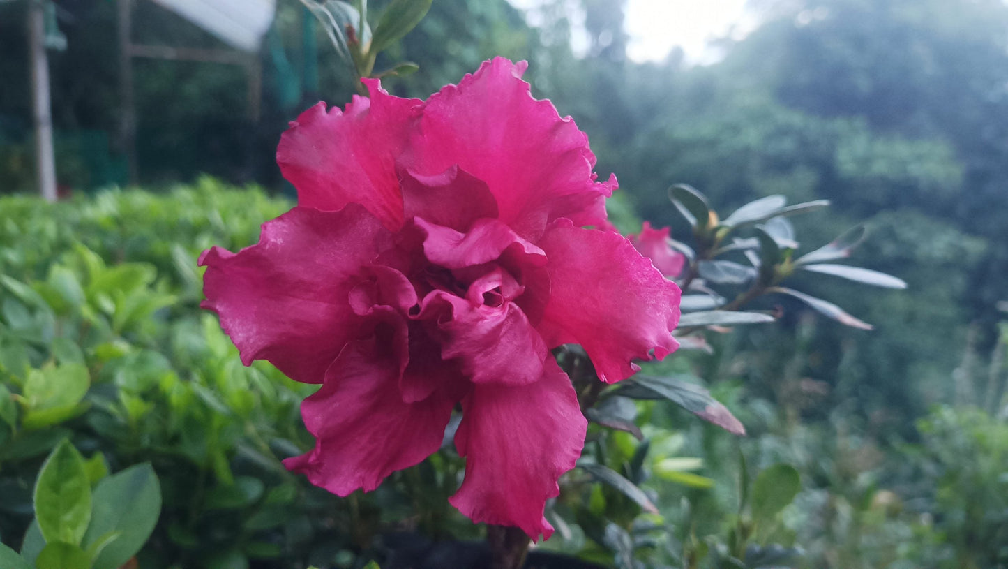 Azalea 'Baby Shanghai X Ruffles' – Compact Blooms for Stylish Green Corners - My Store