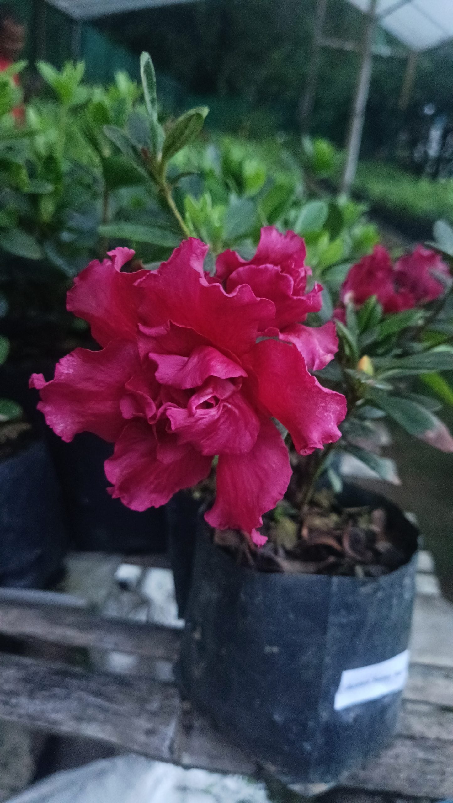 Azalea 'Baby Shanghai X Ruffles' – Compact Blooms for Stylish Green Corners - My Store