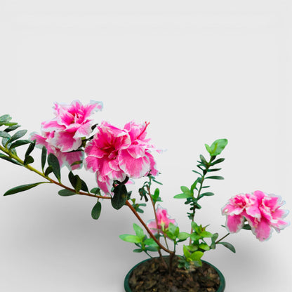 Azalea California Doll – Flowering Indoor Ornamental Plant | Bare Rooted