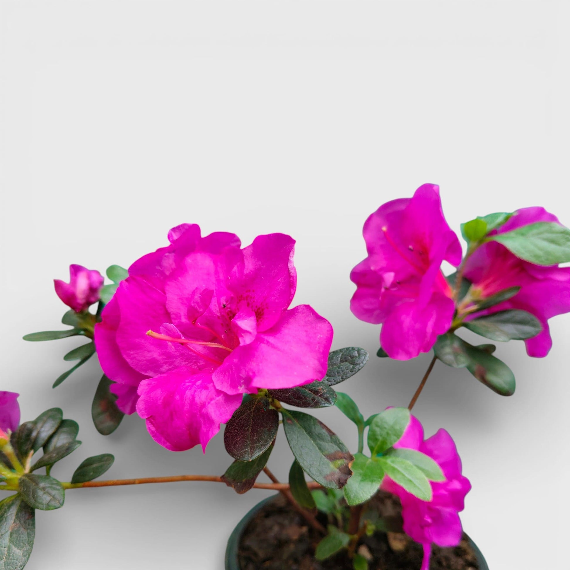 Azalea Shanghai Baby – Elegant Indoor and Outdoor Flowering Plant – Bare Rooted