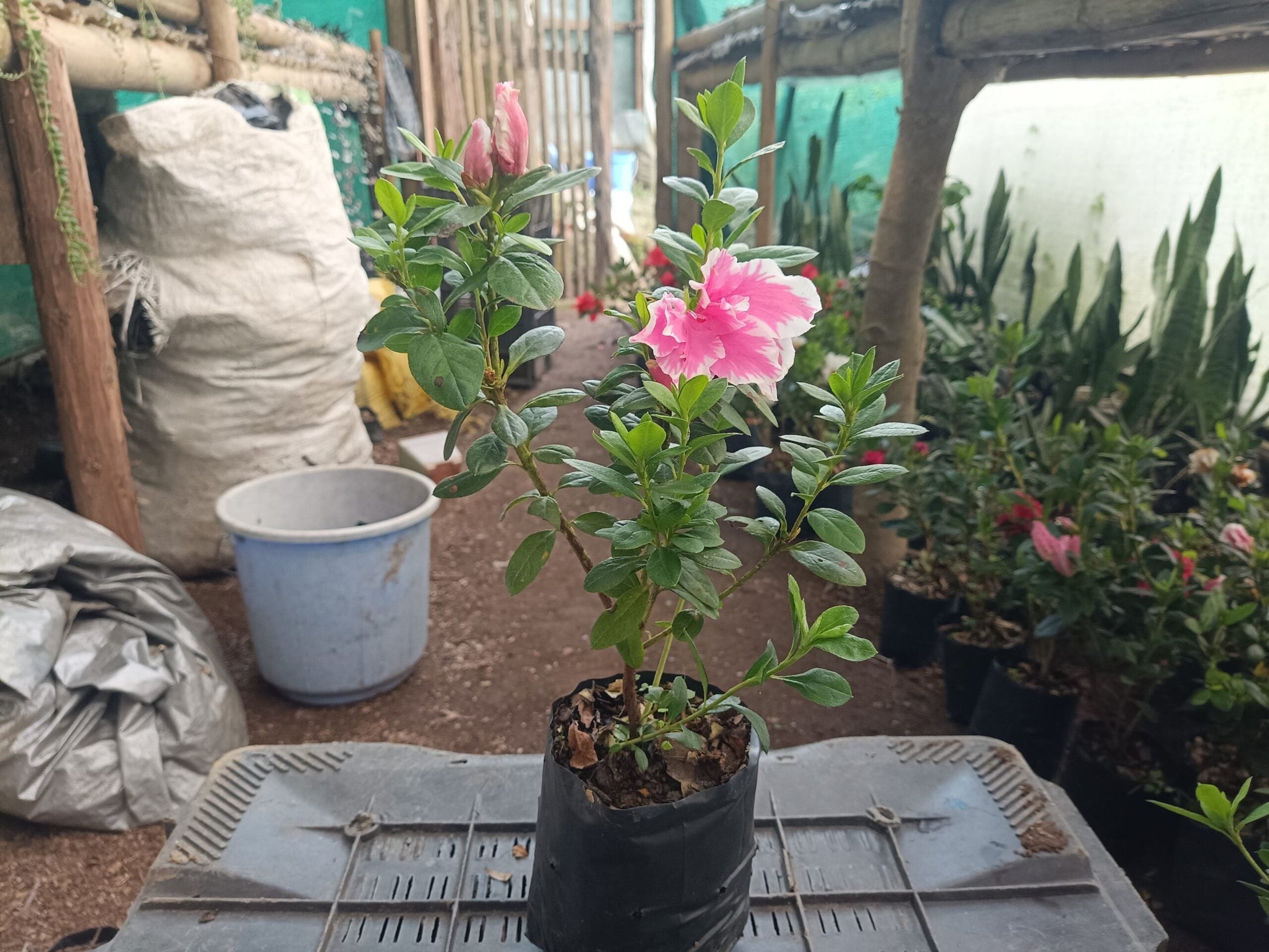 Azalea California Doll: All - Season Flowering Beauty – Only ₹145! Limited Time Offer! - My Store