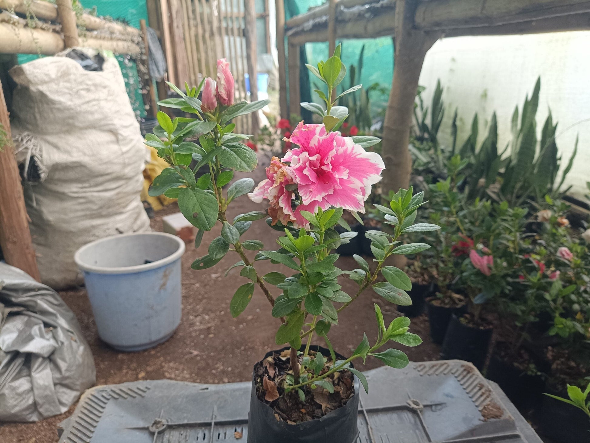 Azalea California Doll: All - Season Flowering Beauty – Only ₹145! Limited Time Offer! - My Store