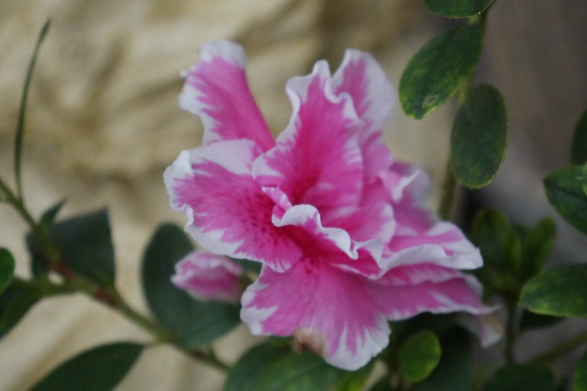 Azalea California Doll: All - Season Flowering Beauty – Only ₹145! Limited Time Offer! - My Store