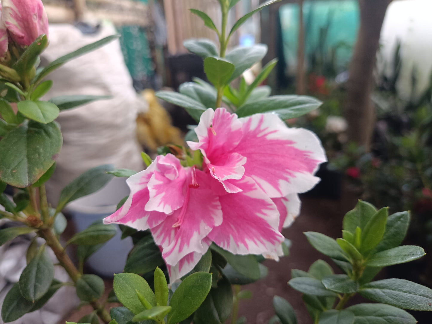 Azalea California Doll: All - Season Flowering Beauty – Only ₹145! Limited Time Offer! - My Store
