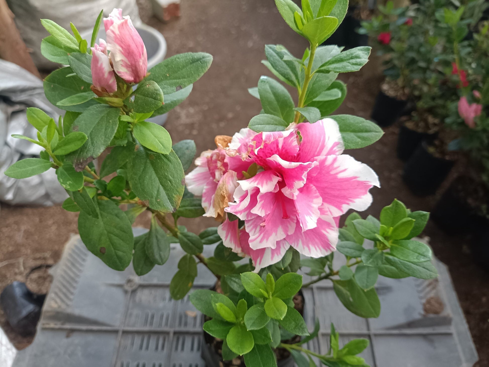 Azalea California Doll: All - Season Flowering Beauty – Only ₹145! Limited Time Offer! - My Store