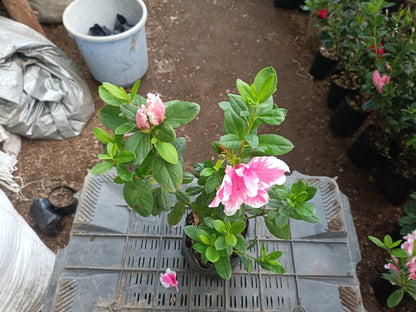 Azalea California Doll: All - Season Flowering Beauty – Only ₹145! Limited Time Offer! - My Store