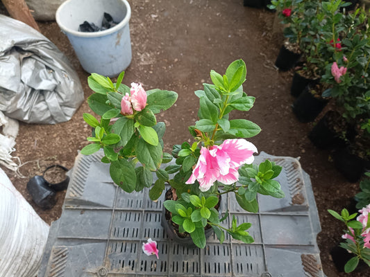 Azalea California Doll: All - Season Flowering Beauty – Only ₹145! Limited Time Offer! - My Store
