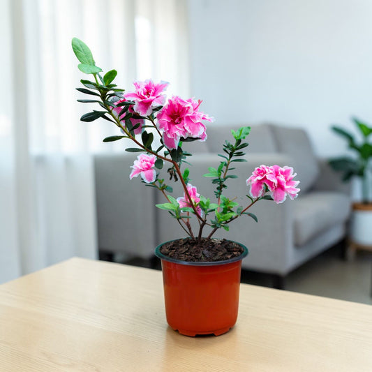 Azalea California Doll – Flowering Indoor Ornamental Plant | Bare Rooted