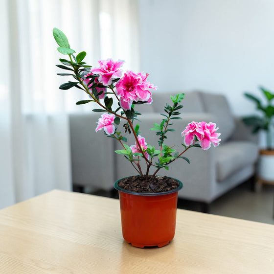 Flowering Plants