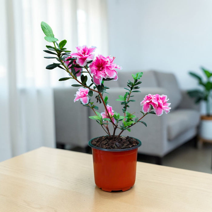 Flowering Plants