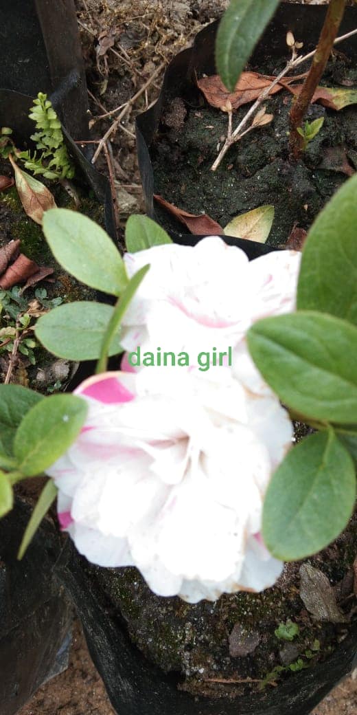 Azalea Diana Girl - My Store