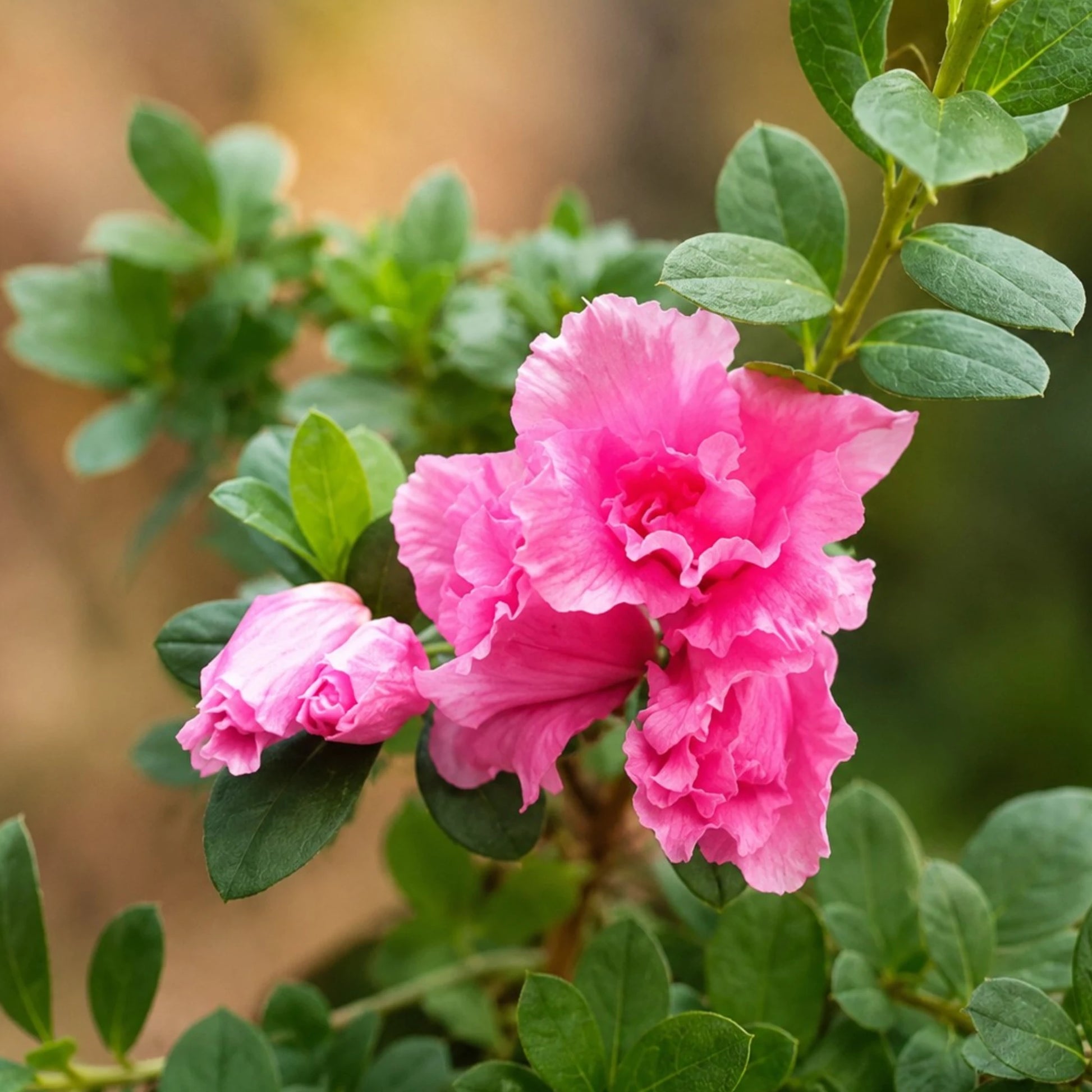 Azalea Hot Pink | Well Rooted Mature Flowering Plant