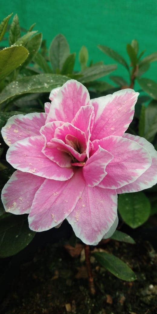Azalea Lady Love - My Store