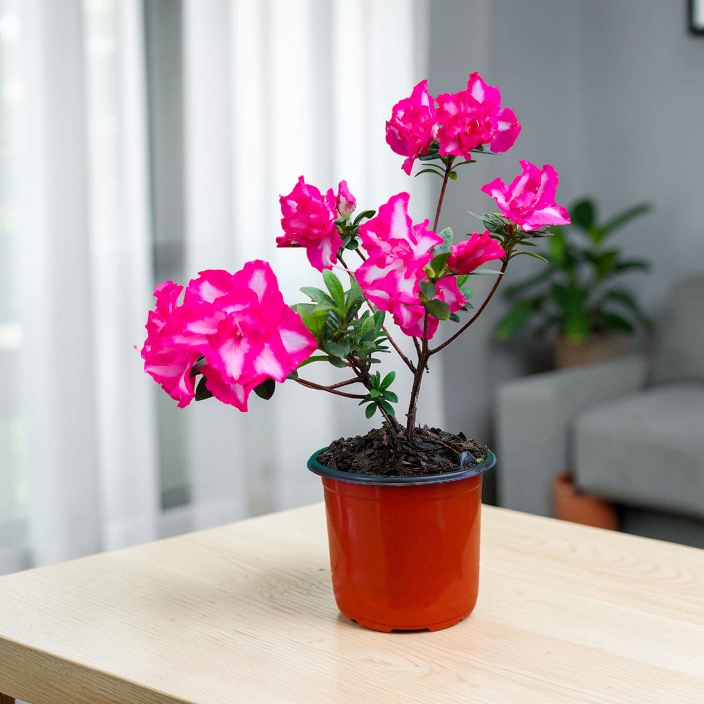 Azalea Leopold Astrid – Premium Flowering Ornamental Plant | Bare Rooted