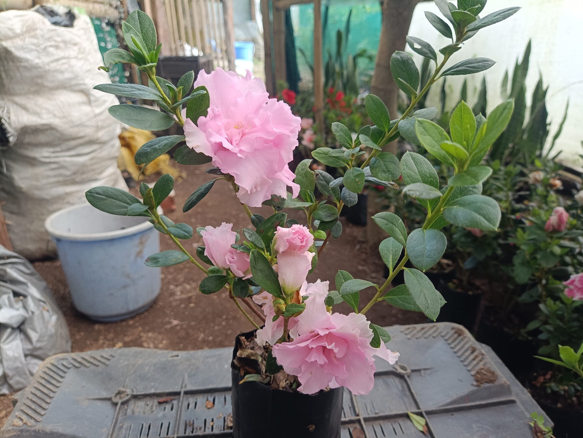 Azalea Light Pink Flowering Plant - All Season Beauty! Buy Now at the Very Lowest Price – Hurry Up! - My Store