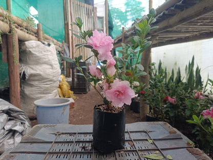 Azalea Light Pink Flowering Plant - All Season Beauty! Buy Now at the Very Lowest Price – Hurry Up! - My Store