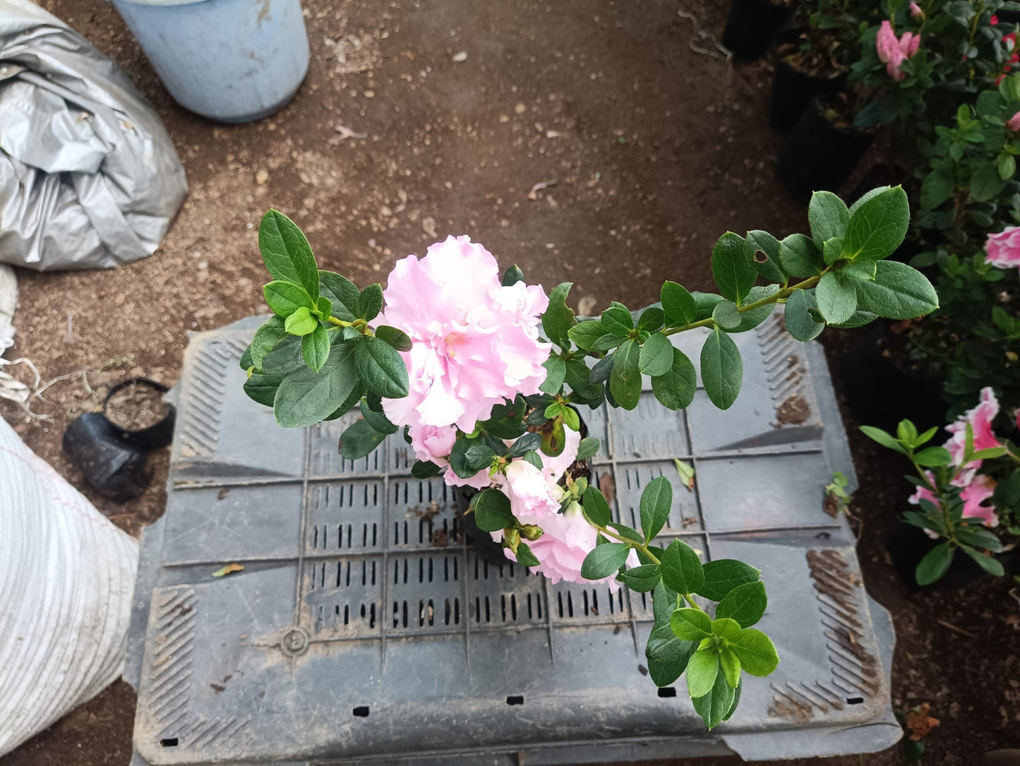 Azalea Light Pink Flowering Plant - All Season Beauty! Buy Now at the Very Lowest Price – Hurry Up! - My Store