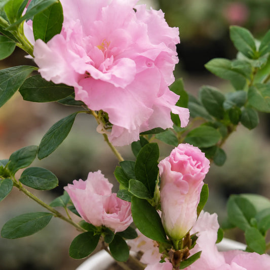 Mature Azalea with soft pink flowers
