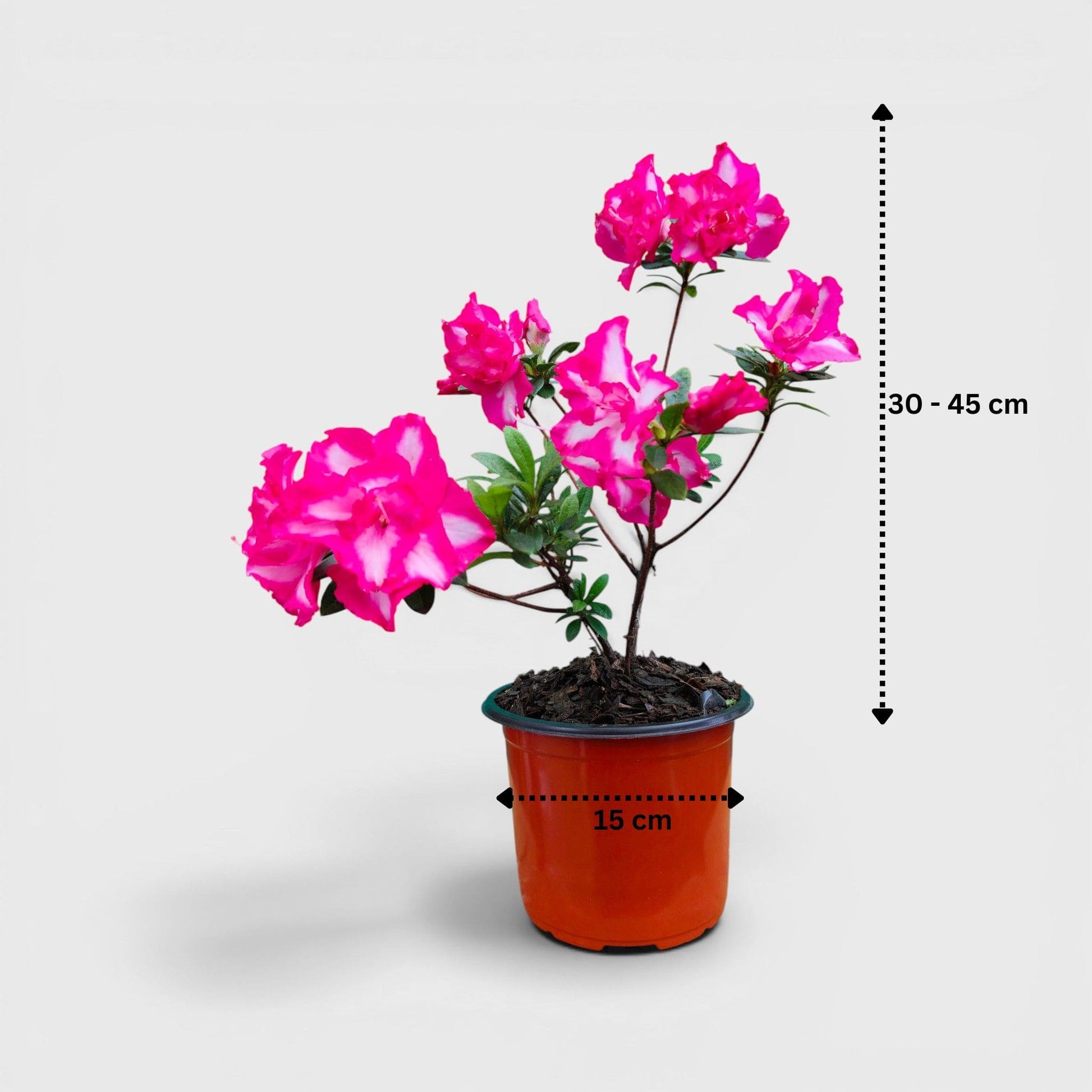 Azalea Leopold Astrid – Premium Flowering Ornamental Plant | Bare Rooted