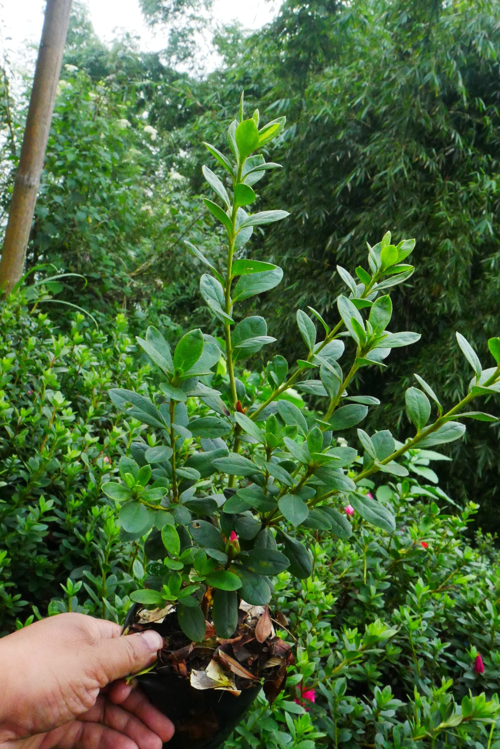 Azalea Pentandra Belgian Stripe - My Store