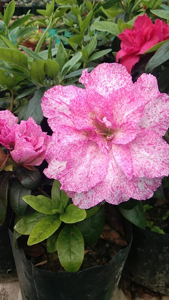 Azalea Pentandra Belgian Stripe - My Store