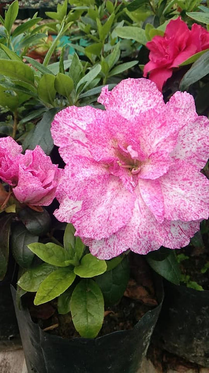 Azalea Pentandra Belgian Stripe - My Store