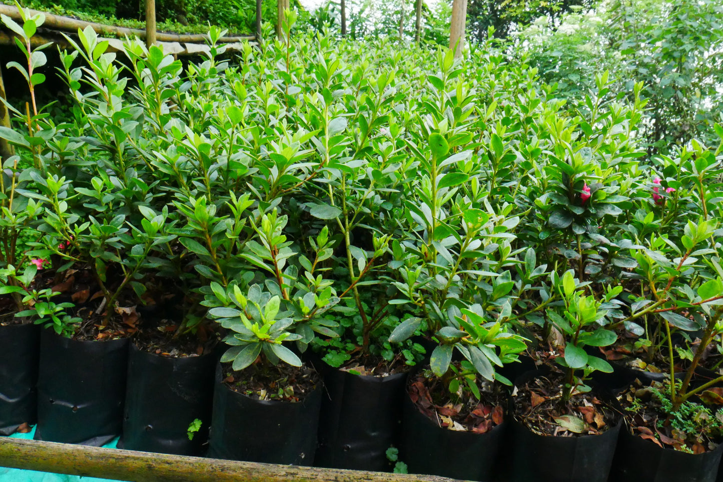 Azalea Pentandra Belgian Stripe - My Store