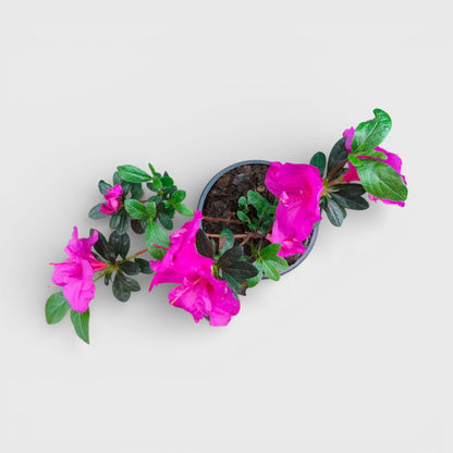 Azalea Shanghai Baby – Elegant Indoor and Outdoor Flowering Plant – Bare Rooted