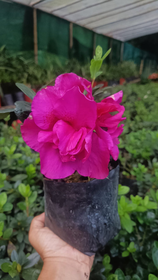 Azalea 'Shanghai Baby' – Compact Beauty with Delicate Blooms - My Store