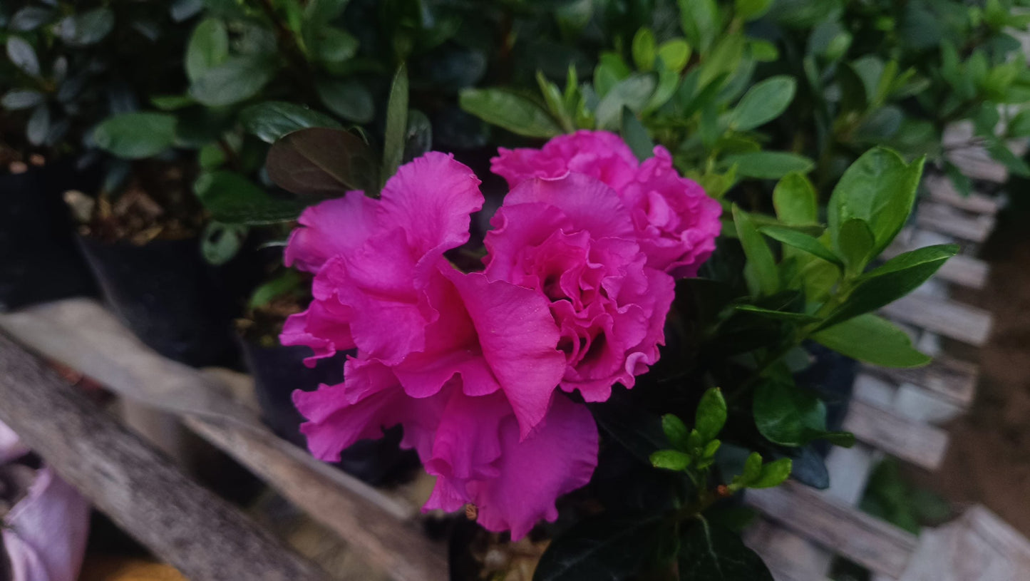 Azalea 'Shanghai Baby' – Compact Beauty with Delicate Blooms - My Store