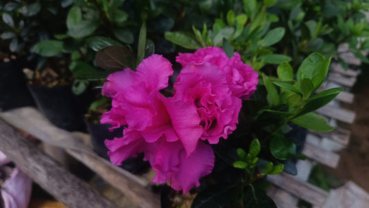 Azalea 'Shanghai Baby' – Compact Beauty with Delicate Blooms - My Store