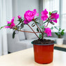 Azalea Shanghai Baby – Elegant Indoor and Outdoor Flowering Plant – Bare Rooted