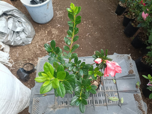 Azalea Southern Aurora - Buy at Lowest Price, Hurry Before the Offer Ends! - My Store