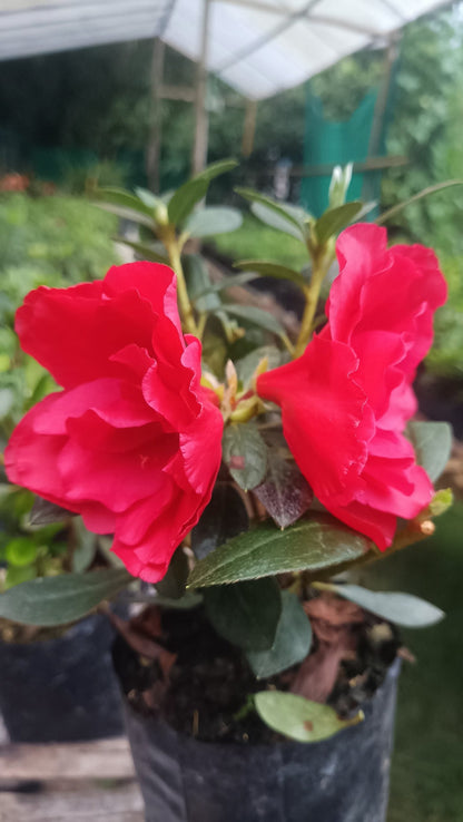 Azalea 'Super Red' – Fiery Red Blooms for Bold Green Corners - My Store