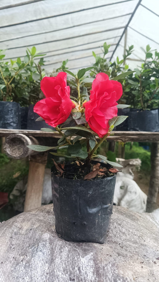 Azalea 'Super Red' – Fiery Red Blooms for Bold Green Corners - My Store