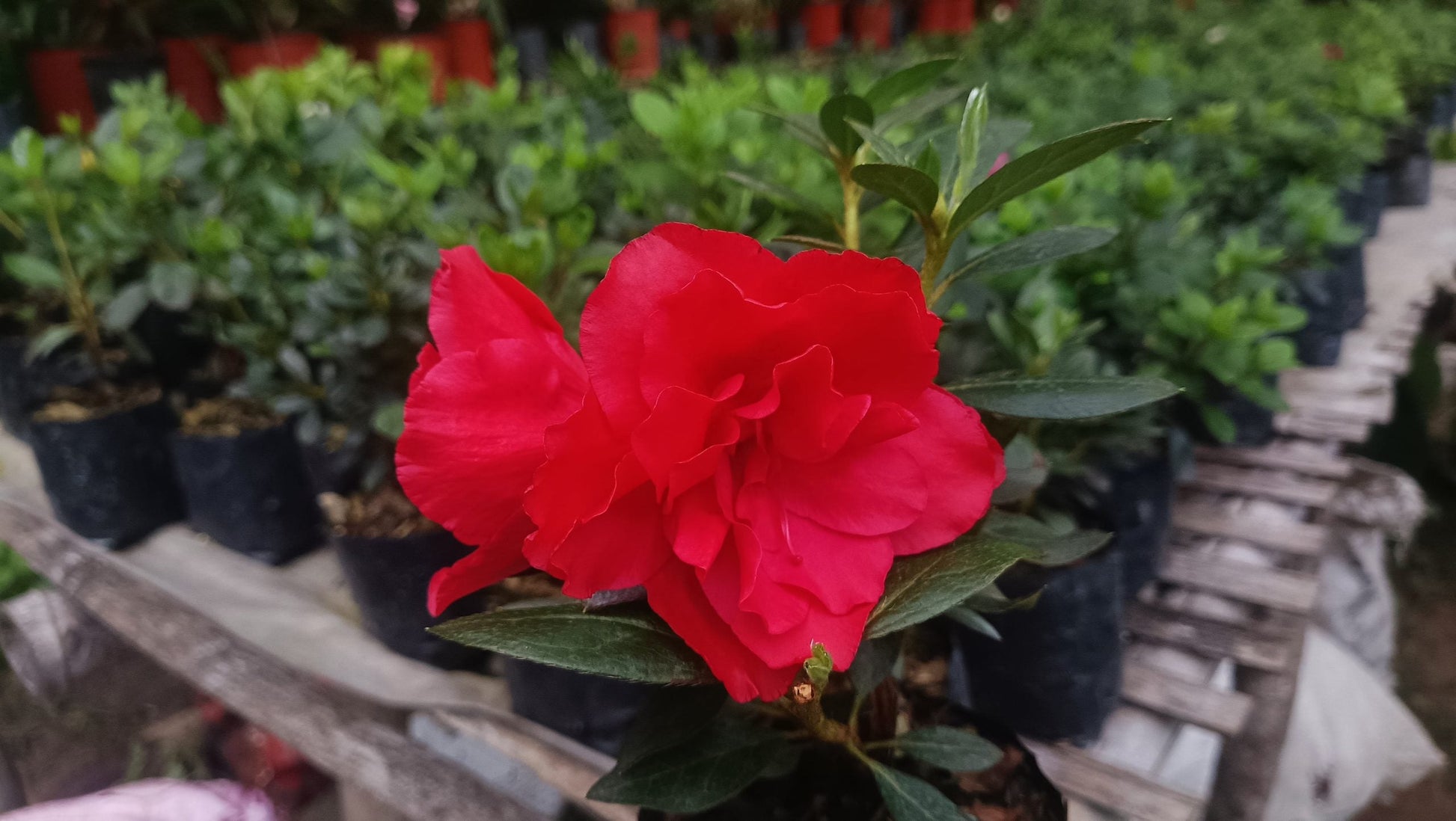 Azalea 'Super Red' – Fiery Red Blooms for Bold Green Corners - My Store
