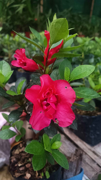 Azalea 'Super Red Hybrid' – Intense Red Blooms for Stunning Displays - My Store