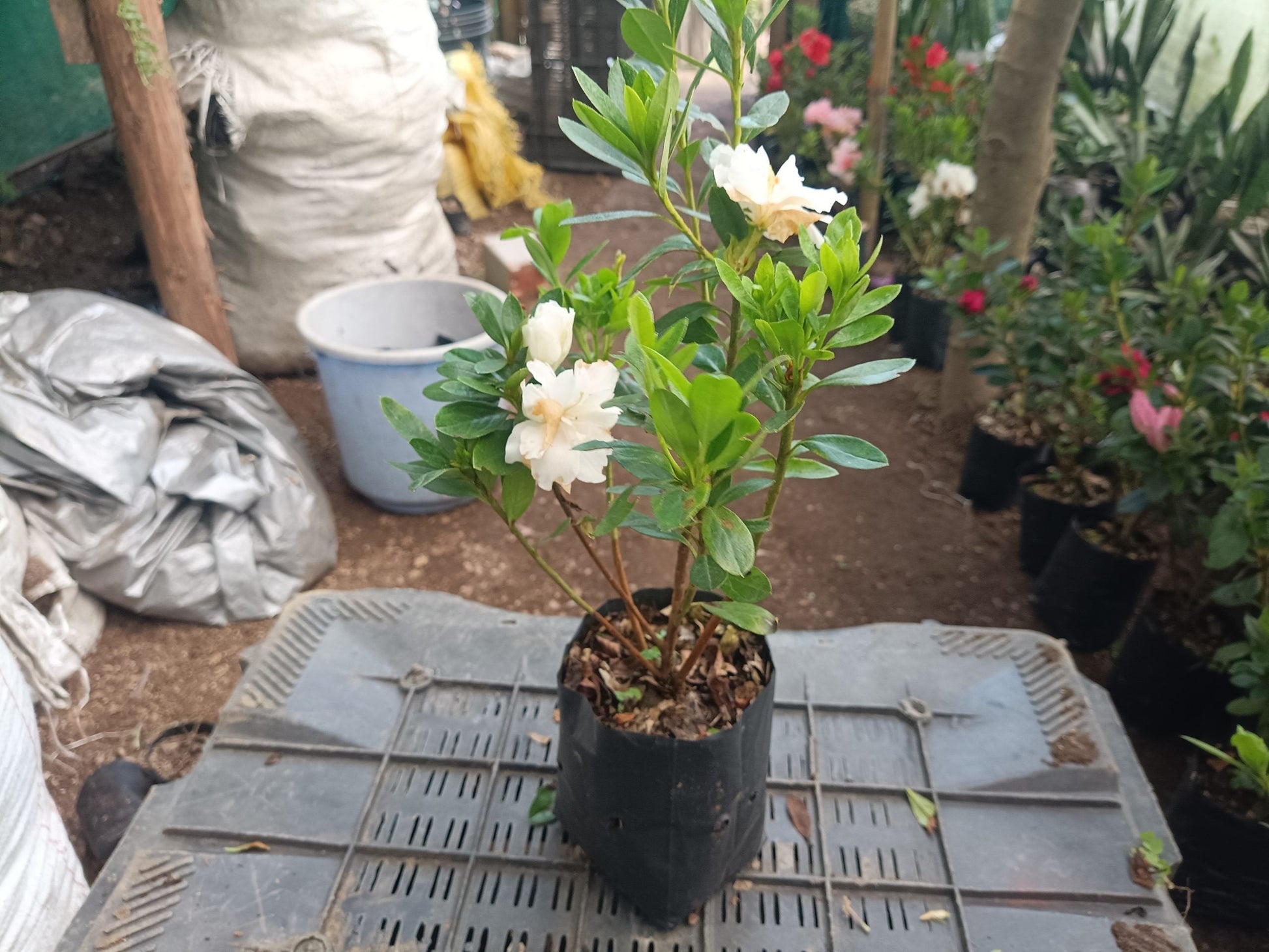 Azalea White Flower - Online Exclusive at the Lowest Price! - My Store