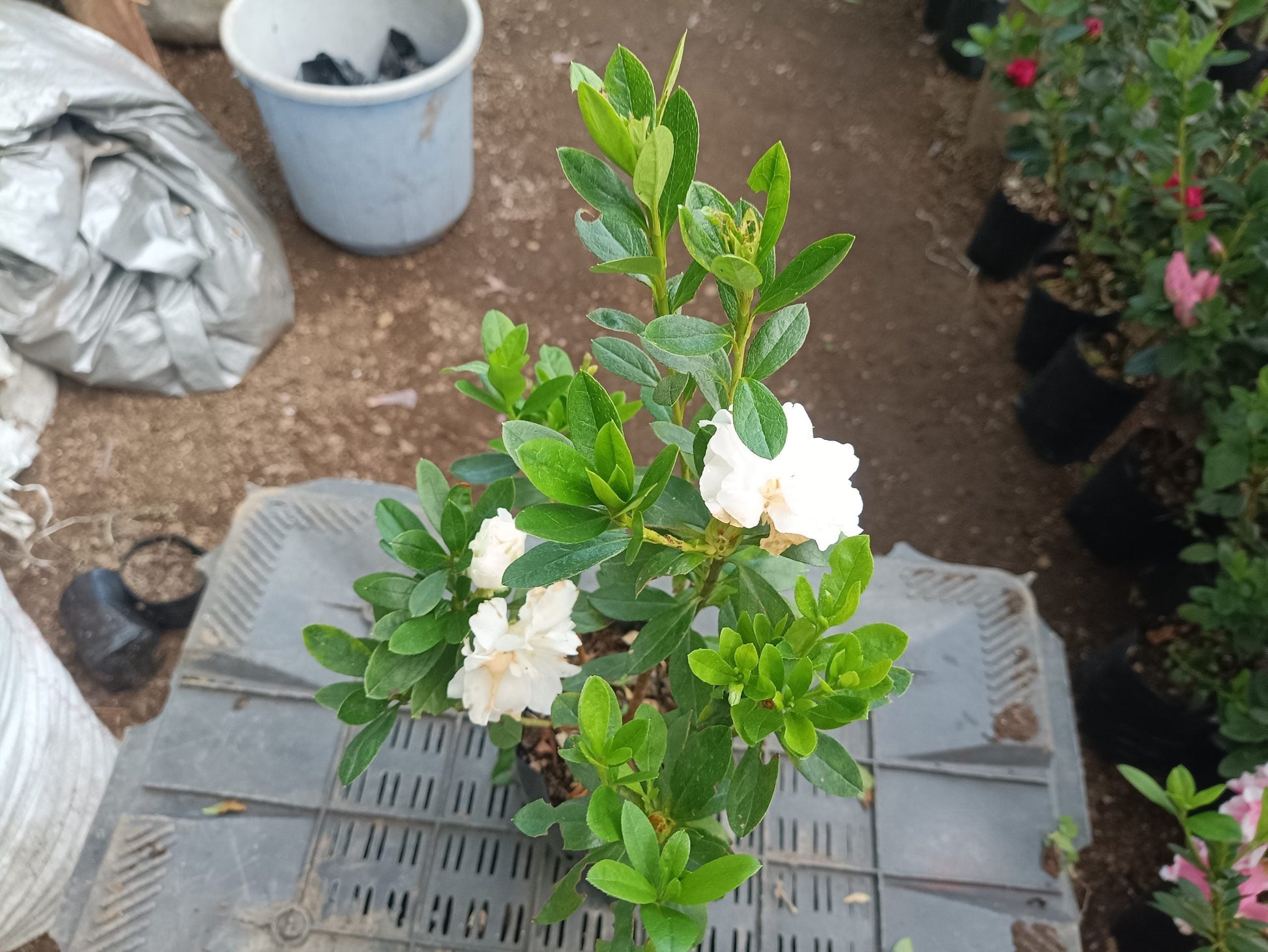 Azalea White Flower - Online Exclusive at the Lowest Price! - My Store