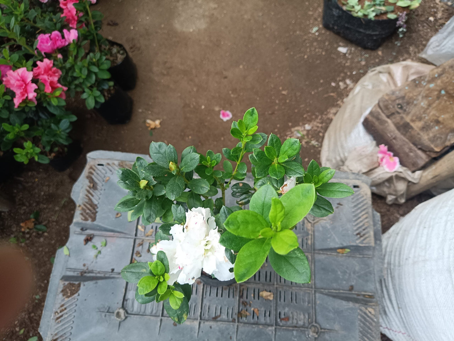 Azalea White Pink Spotted: Your All - Season Flowering Beauty – Buy Now Online at a Cheap Price! - My Store