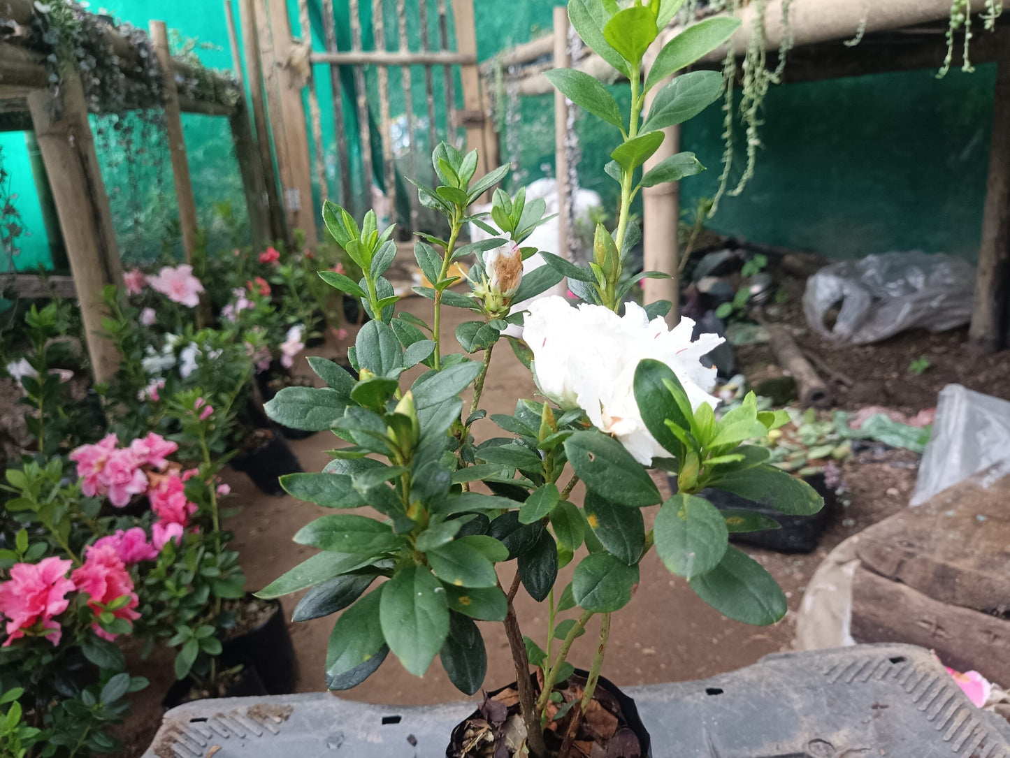 Azalea White Pink Spotted: Your All - Season Flowering Beauty – Buy Now Online at a Cheap Price! - My Store